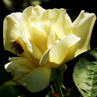 Prints up to 15 x 15 inches (square ratio)