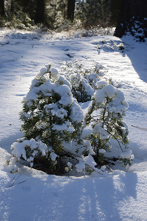 Young white or red fir sapling, in sunlight