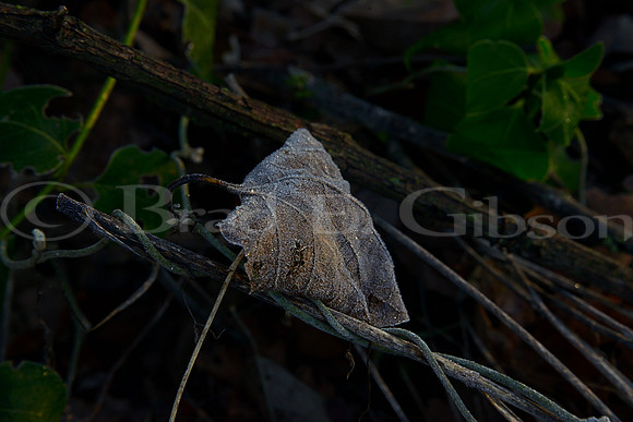 Morning frost on leaf
