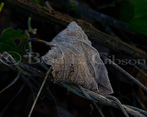 Morning frost on leaf