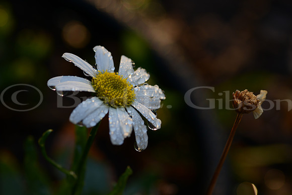 Freshly sprinkled daisy in morning light
