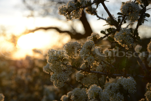 Buckbrush flowers in sunset